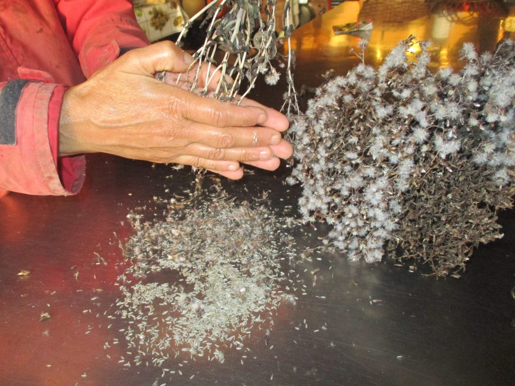 Didactic Unit VI – From the Seed to the Harvest | PERMIND